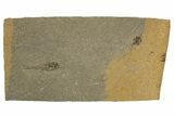 Oligocene Fossil Deep-Sea Hatchetfish (Polyipnus) Plate - Poland #320596-1
